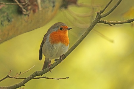 Robin, Erythecus rubecula, Alan Prowse